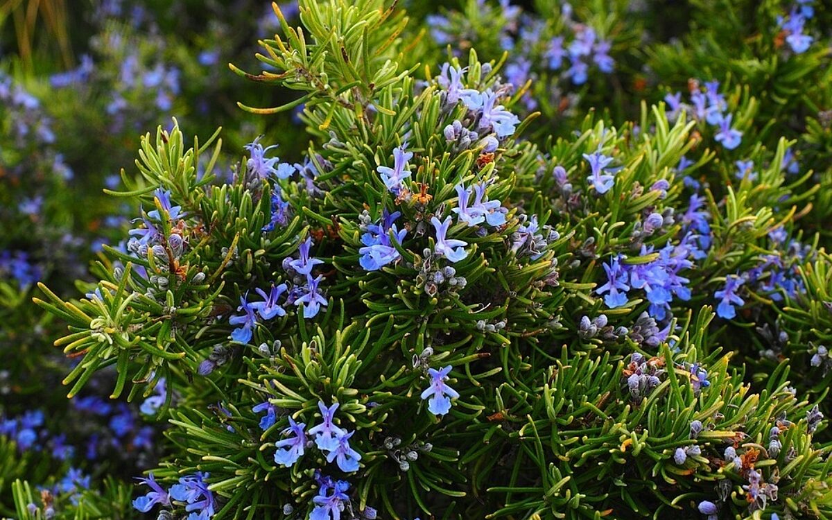 Rosemary 1090419 960 720 Rosemary 1090419 960 720